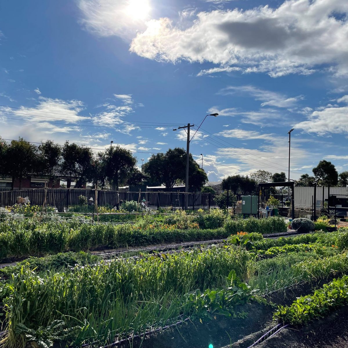 Fawkner Food Bowls