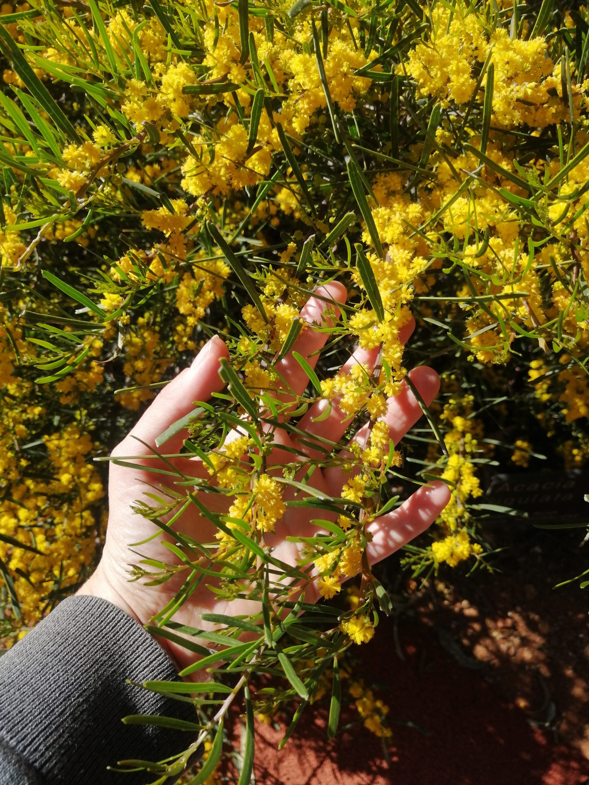 Terra and vegetal: communicating with plants and soil